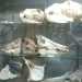 Museo del Dipartimento di Biologia: reperti ossei animali
